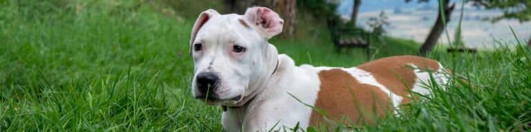 chiens de catégorie 1 ou 2, dits dangereux