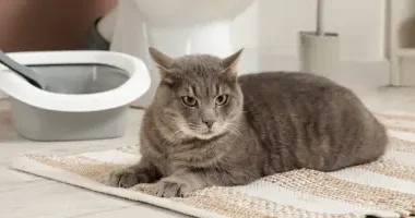 Mon chat refuse sa litière causes, diagnostic et solutions
